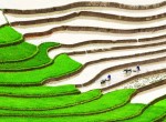Tranh dan tuong dong que