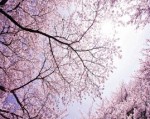 tranh dán tường hoa anh đào