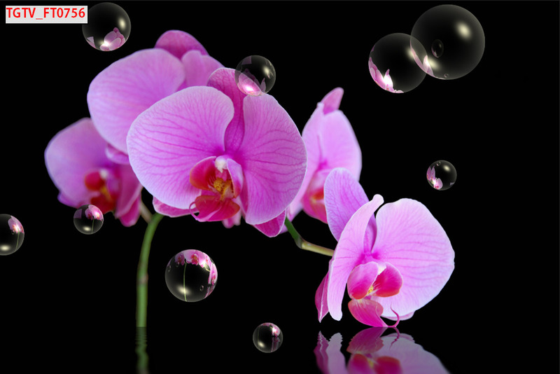 Dán tường hoa lan hồ điệp
