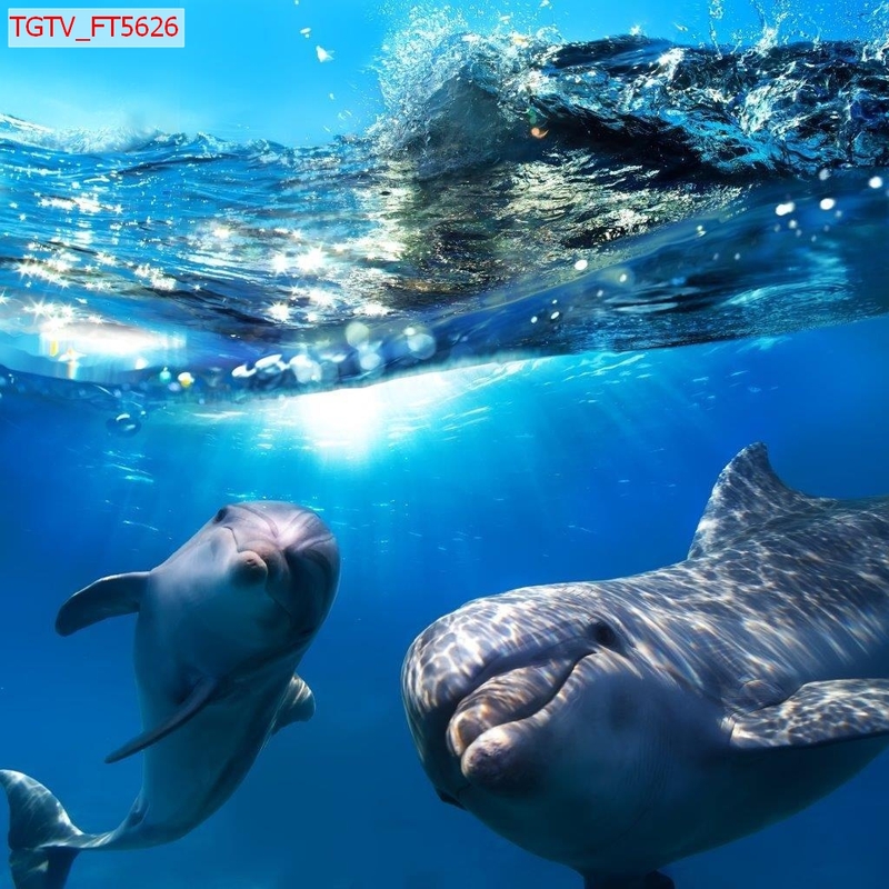 Giấy dán tường cá heo bơi lội dưới biển