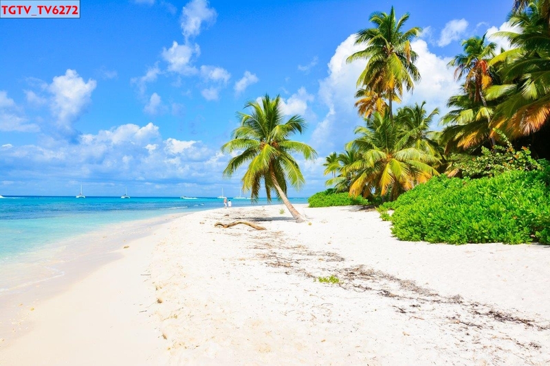 Mẫu dán tường bãi biển