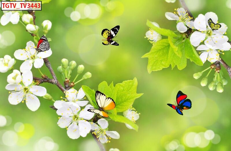 Mẫu dán tường hoa mai trắng